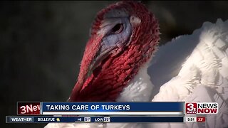 Getting Turkeys Ready for Market