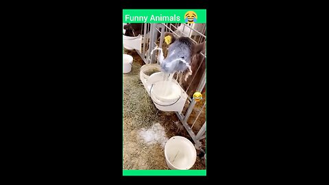🤣😹 Funny Animals Video 😹🤣