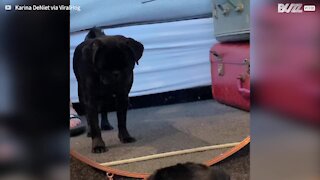 Cet adorable chiot aboie après son propre reflet dans le miroir