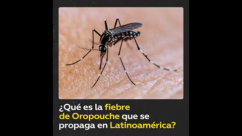 ¿Qué es la fiebre de Oropouche, la enfermedad que se propaga por América Latina?