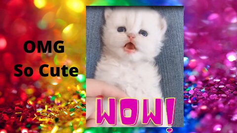 OMG| Its So Cute | Funny Cute Cat