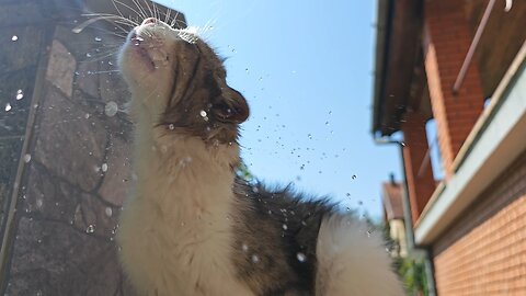 How Does My Cat Cool Down During The Summer Heat?