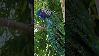 Peacock in Tree #shorts #short