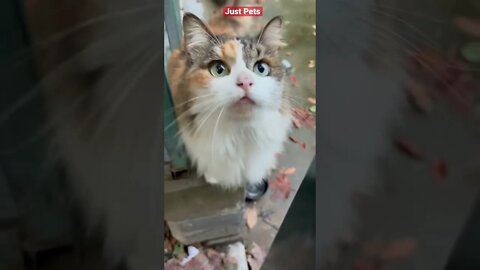 Beautiful Stray Cat 🐈 #cute #funnyanimals #tiktok #funnyvideos #cat