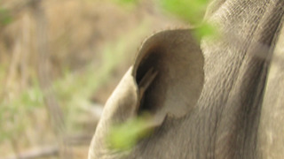 Bird completely disappears inside rhino's ear