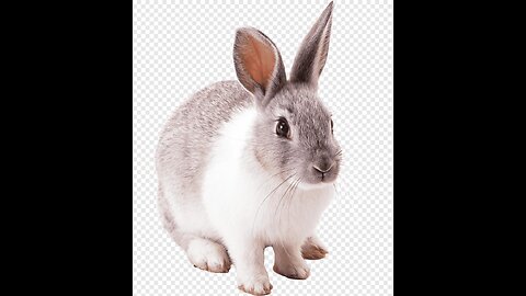 #rabbitlove #bunnygram #rabbitstagram #bunnylovers #rabbitsofig