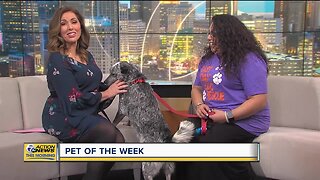 Pet of the Week - Flyn