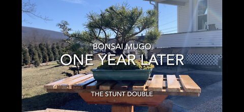 Bonsai Mugo The Stunt Double