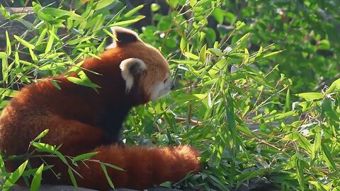 The red panda Ailurus fulgens 4k