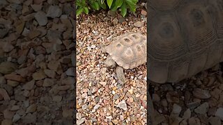 👀RARE desert turtle! 🐢🏜 #desert #turtle #turtles #turtoise #reptile #wildlife #turtlepet #reptiles