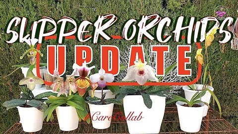 Slipper Orchids #carecollab UPDATE | First Blooms | Fails / Successes #ninjaorchids #updates