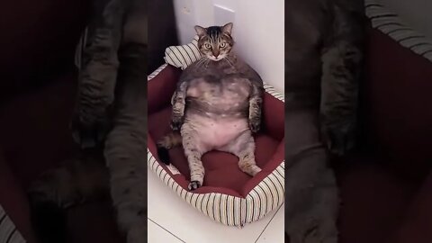 #shorts Смешные Коты Из Тик Тока 244 Funny Cats From Tiktok