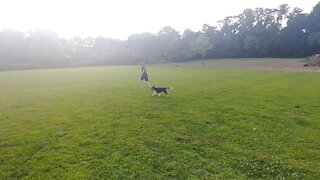 Puppy plays with his boy!