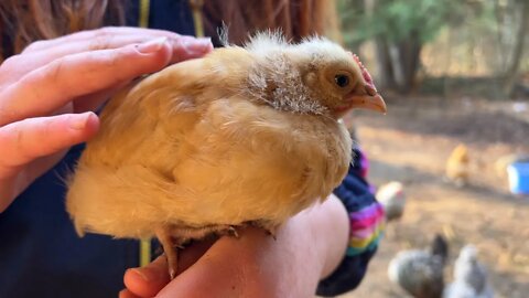 Backyard Chickens Vlog | We Lost A Buff Orpington Chick