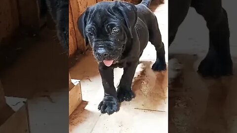 Cane Corso Puppy #shorts #canecorso #doglover #puppy #doglover