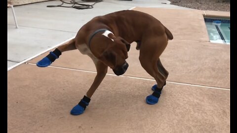Boxer Puppy Tries SHOES for the first time
