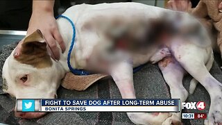 Dog fighting to survive after long-term abuse and neglect