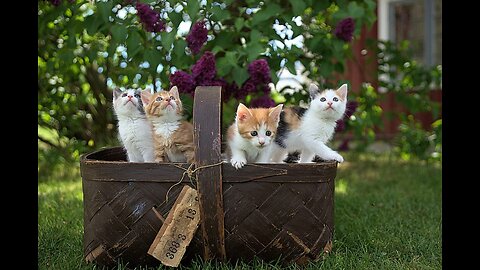 Kittens meowing (too much cuteness) - All talking at the same time!