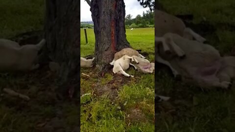 Sheep killed by a lightning strike 😳#crazyvideo #shorts #sheep #lightningstrike