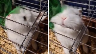 Cute bunny looks for ways out of her cage