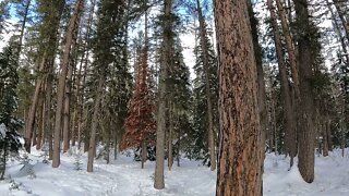 Snowshoeing on the Swift Creek Trail in Whitefish, MT