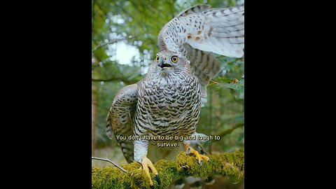 Flying eagle on hunting