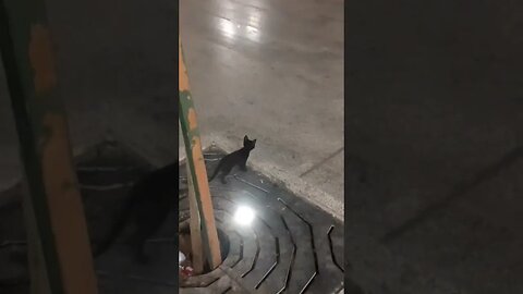 Black Cute Kitten in Quba Mosque, MashAllah