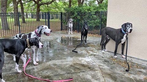 Five Great Danes Line Up For The Dog Wash - Post Poohpocalypse Ice Cream Cone Cleanup