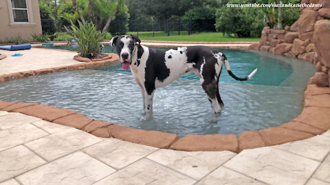 Funny Great Danes Enjoy Play Time & Pool Time