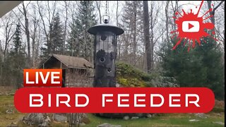 Live Bird Feeder in South River Ontario #live #livestream