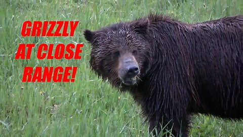 Great footage of a grizz at CLOSE RANGE! Too close for comfort!
