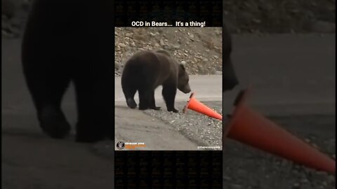 Bear shows what may be some OCD tendencies.