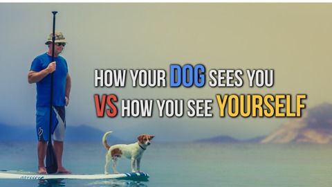 How Your Dog Sees You VS How You See Yourself