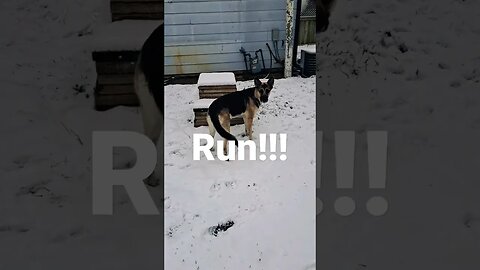 Beware Of Dog #shorts #shepsky #dogmeme #huskymix #cute #dog #run