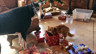 Funny Great Dane Swipes Cat's Toy Box