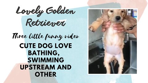 3 Funny videos of Golden Retriever , puppy love bathing, swimming upstream and other