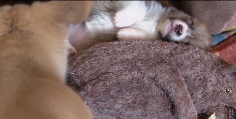 Cute Puppy Corgi Sleeping with a soft toy