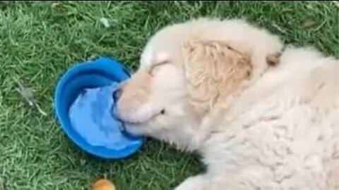 Cachorrinho dorme e bebe água ao mesmo tempo