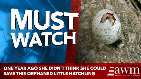 One Year Ago She Didn’t Think She Could Save This Orphaned Little Hatchling