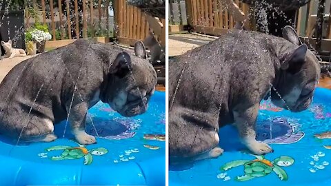 Puppy nearly falls asleep while chillin' in the pool