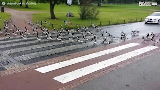 Gruppo di oche interrompe il traffico a Helsinki