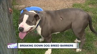 Northeast Ohio SPCA no longer listing dog breeds online, questions raised about city regulations