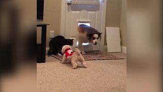 Little Dog Tries To Scare A Cat