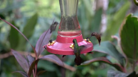 CatTV: Swarms of Hummingbirds