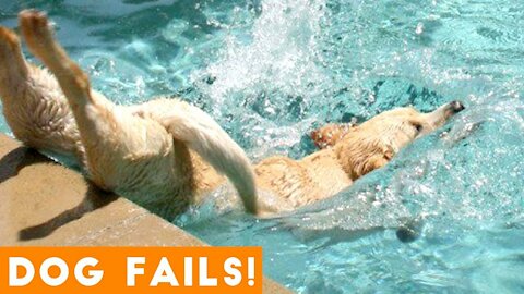 Funniest Dog Fail Compilation 2021! Funny video