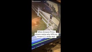 Epic Amazon fail: Delivery driver runs from giant (friendly) dog
