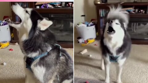 Does anyone understand what this husky dog is talking about?