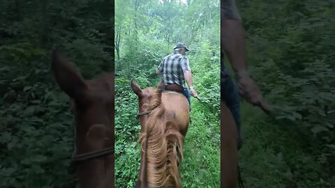 Tailgating Horse Troubles? 🐴 Try this! 😲