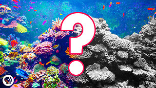 Can Coral Reefs Survive Climate Change? #OursToLose