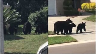Família de ursos passeia pelos subúrbios nos EUA